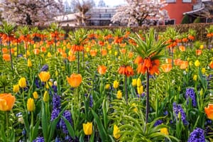 Colour Theory in Garden Design in practice