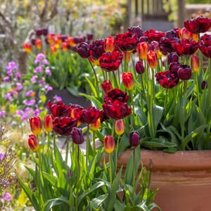 Spring Bulbs for Garden Design