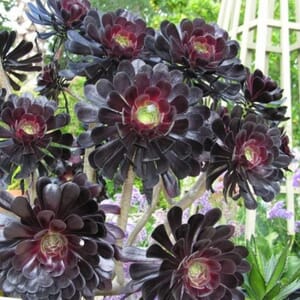 Flowers for Garden Design - Bronze Tone
