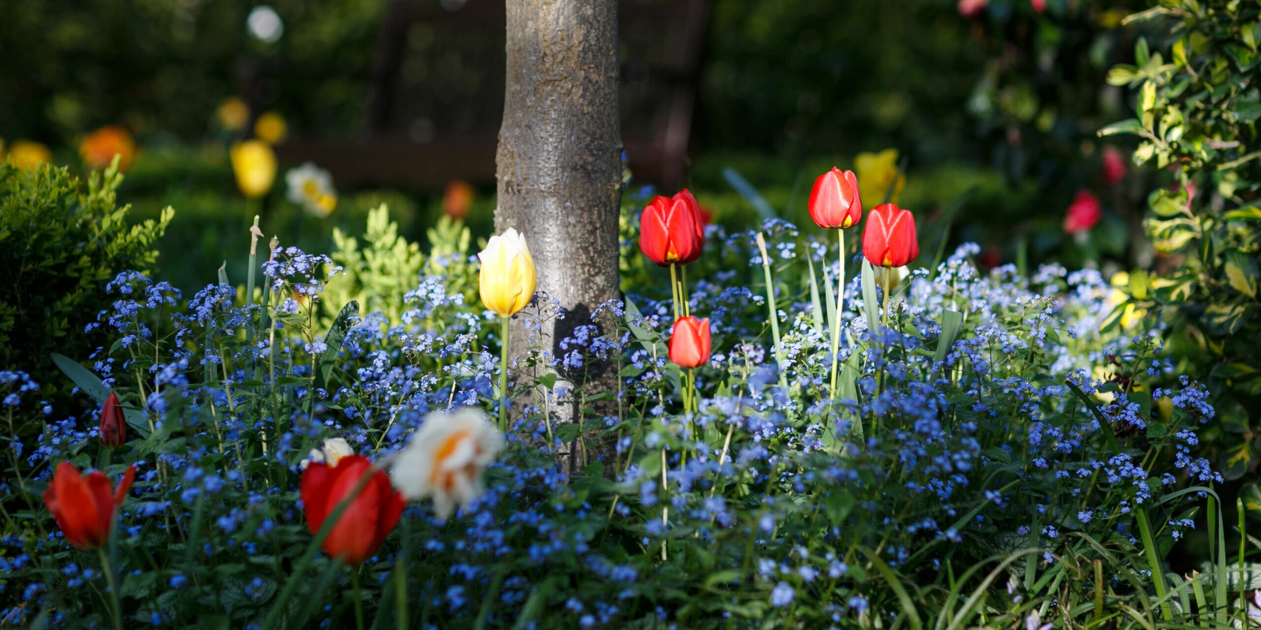 Garden Design - Choosing the perfect Spring Bulbs
