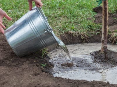 Hands pouring water from bucket into newly planted tree for effective garden design plans in Cheltenham and the Cotswolds
