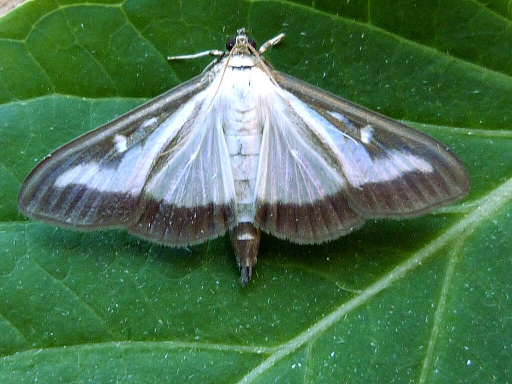 Box tree moth adult