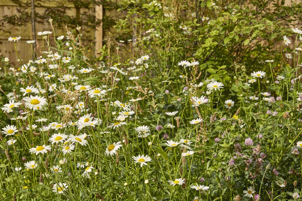 Do think about the sustainability of your garden