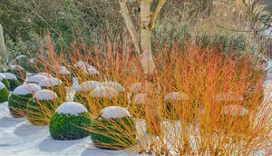 box balls with snow caps