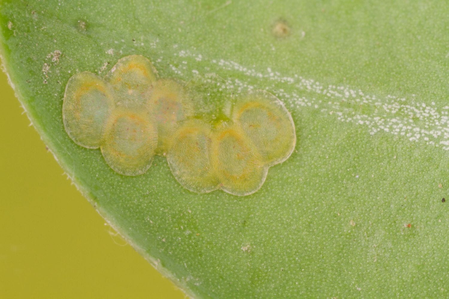 box tree moth eggs