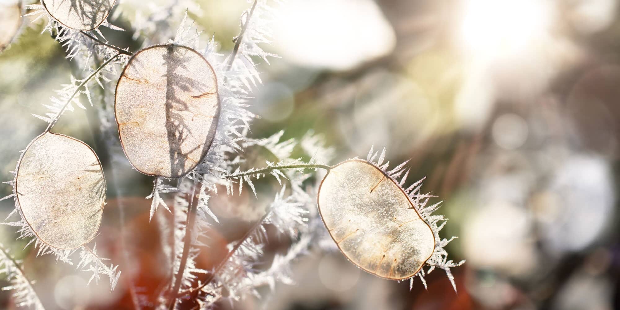 hoar frost on honesty seeds