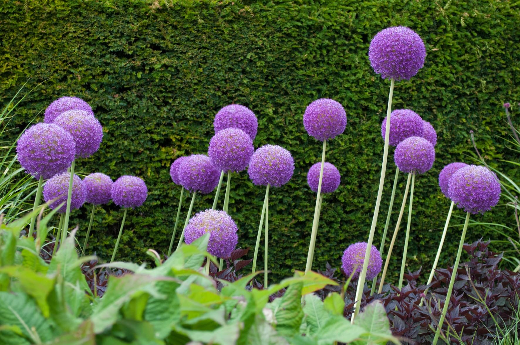 Alliums