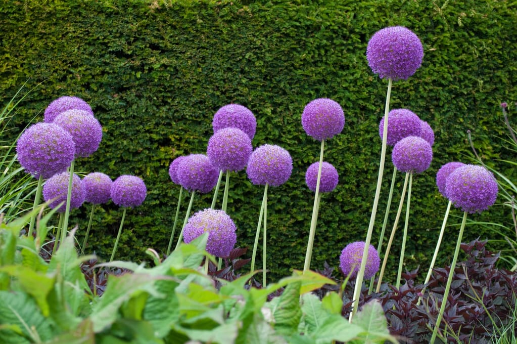 Alliums