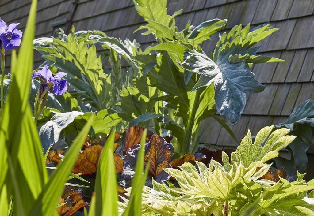 Architectural plants 1