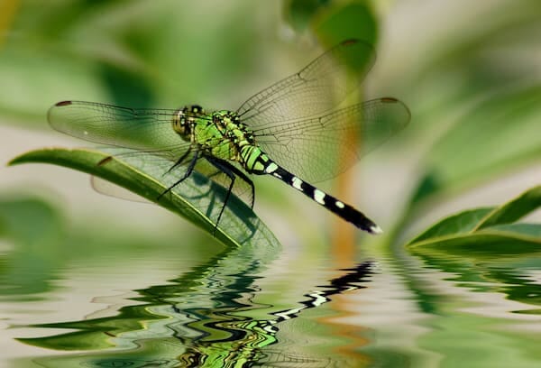DP green dragonfly reflection water plant