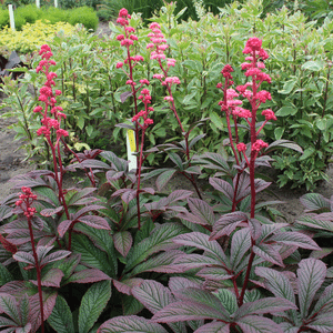 Rodgersia bronze