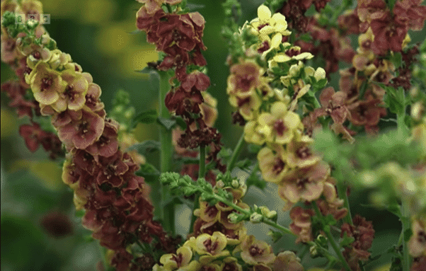 Verbascum in Panathlon Joy GArden Chelsea 2024