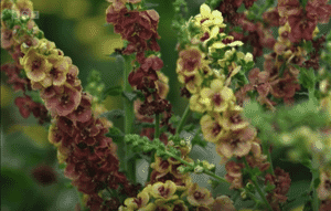 Verbascum in Panathlon Joy GArden Chelsea 2024