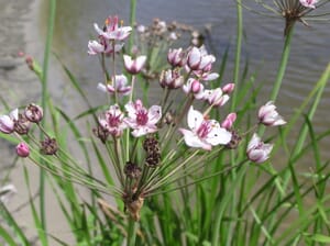 butomus umbellatus