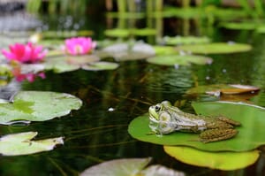 frog and water lily