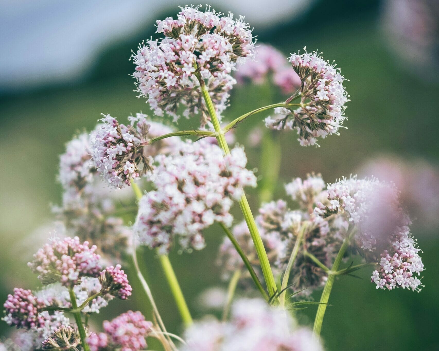 Valerian, a healing plant