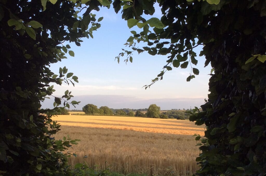 Peephole hedge, Thenford
