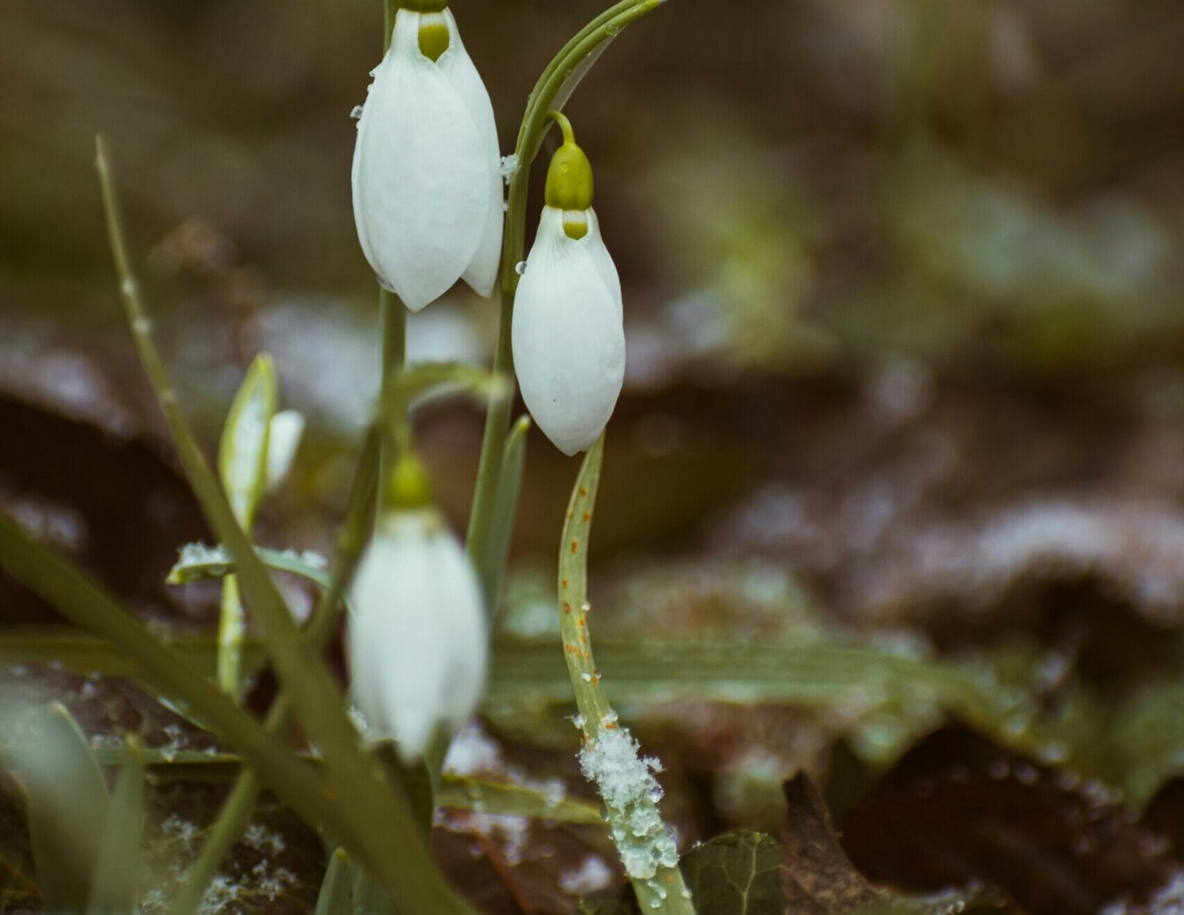 nikolett emmert DEQvFGzMuKo unsplash scaled e1733304606845